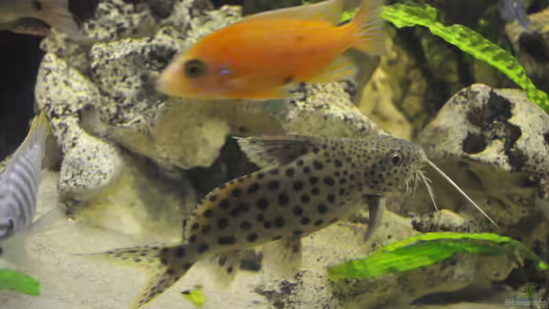 Besatz im Aquarium Little Malawi-Bay von RC-Devil (5)