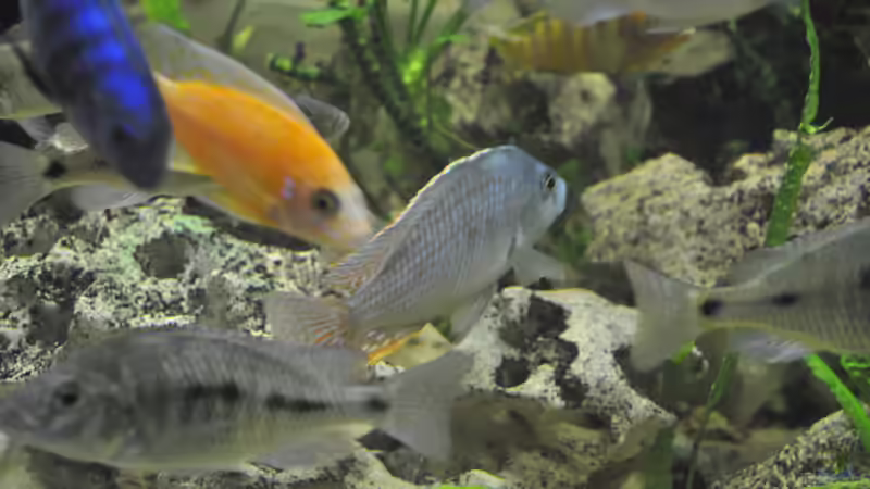 Besatz im Aquarium Little Malawi-Bay von RC-Devil (7)