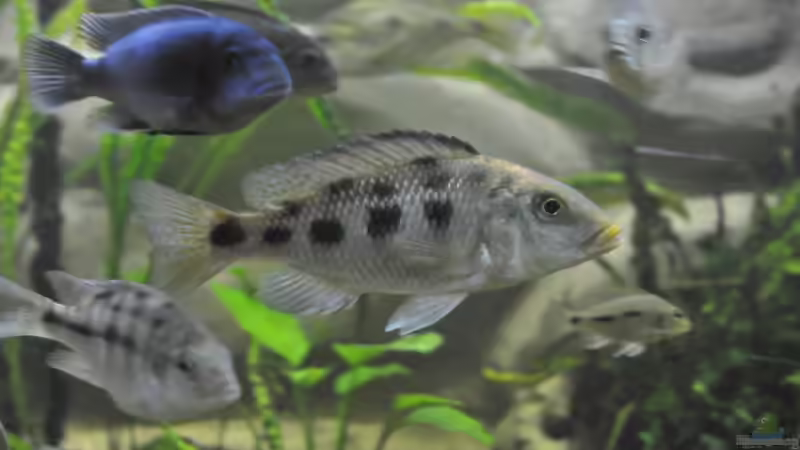 Besatz im Aquarium Little Malawi-Bay von RC-Devil (8)