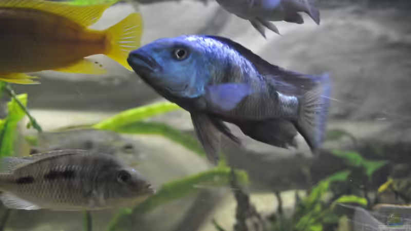 Besatz im Aquarium Little Malawi-Bay von RC-Devil (9)