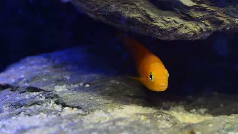 Besatz im Aquarium Little Malawi Tank von Mark Gor (11)