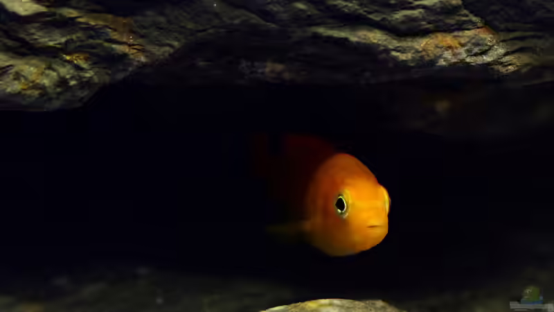 Besatz im Aquarium Little Malawi Tank von Mark Gor (13)