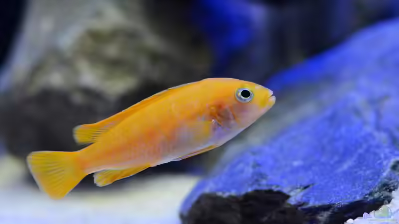 Besatz im Aquarium Little Malawi Tank von Mark Gor (14)