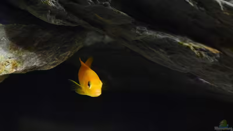 Besatz im Aquarium Little Malawi Tank von Mark Gor (19)