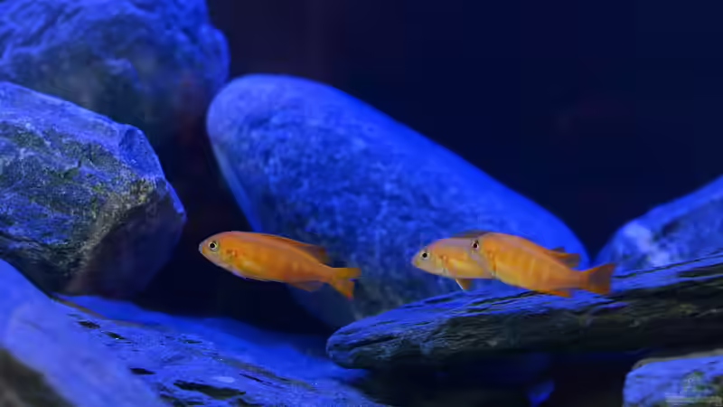 Besatz im Aquarium Little Malawi Tank von Mark Gor (4)