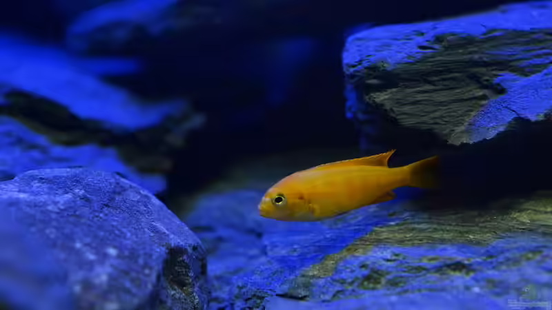 Besatz im Aquarium Little Malawi Tank von Mark Gor (7)