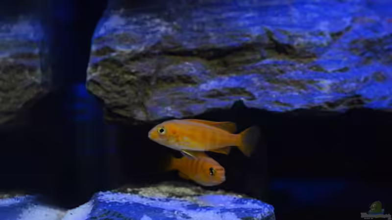 Besatz im Aquarium Little Malawi Tank von Mark Gor (8)