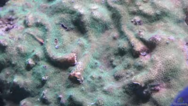 Besatz im Aquarium Little Ocean... von Marc Waidelich (11)