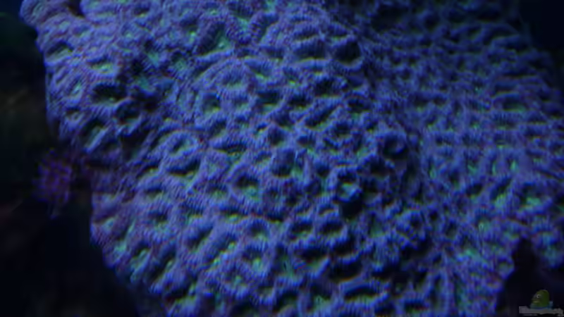 Besatz im Aquarium Little Ocean... von Marc Waidelich (12)