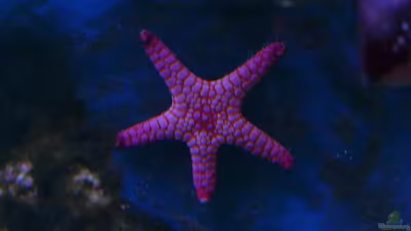 Besatz im Aquarium Little Ocean... von Marc Waidelich (13)