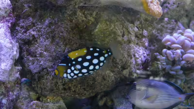 Besatz im Aquarium Little Ocean... von Marc Waidelich (14)