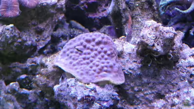 Besatz im Aquarium Little Ocean... von Marc Waidelich (15)