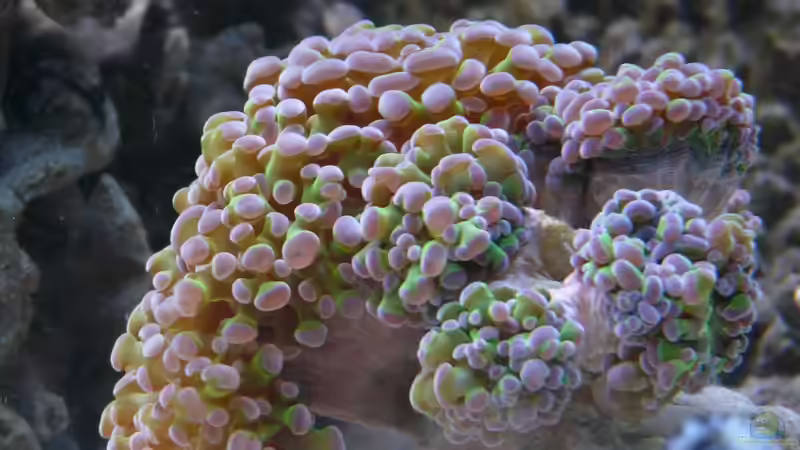 Besatz im Aquarium Little Ocean... von Marc Waidelich (19)