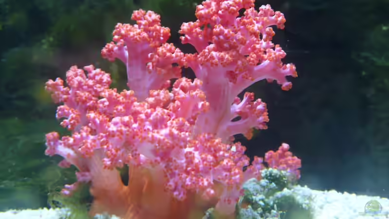 Besatz im Aquarium Little Ocean... von Marc Waidelich (2)