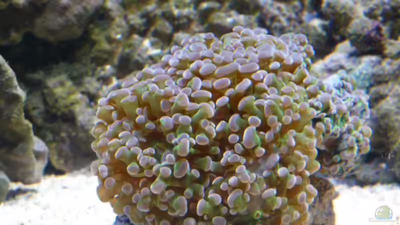 Besatz im Aquarium Little Ocean... von Marc Waidelich (20)