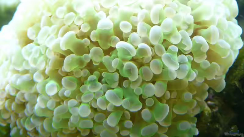 Besatz im Aquarium Little Ocean... von Marc Waidelich (4)