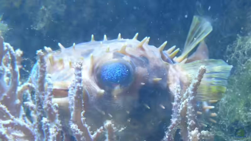 Besatz im Aquarium Little Ocean... von Marc Waidelich (5)