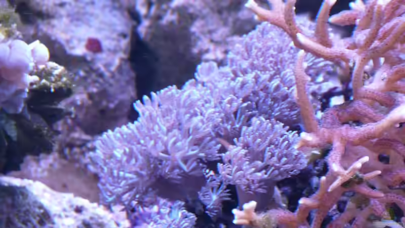 Besatz im Aquarium Little Ocean... von Marc Waidelich (6)