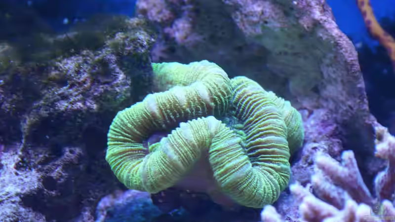 Besatz im Aquarium Little Ocean... von Marc Waidelich (7)