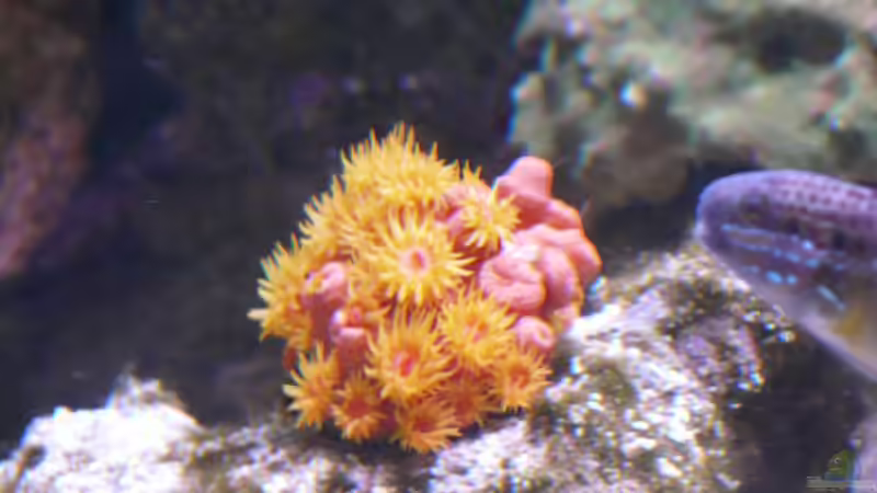 Besatz im Aquarium Little Ocean... von Marc Waidelich (9)