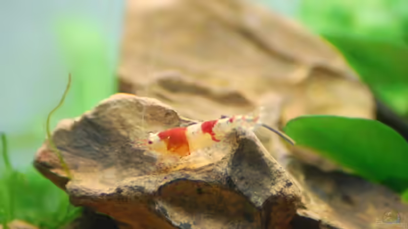 Besatz im Aquarium Little Paradise von Michael Seraph (11)