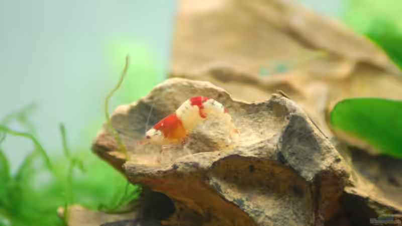 Besatz im Aquarium Little Paradise von Michael Seraph (9)