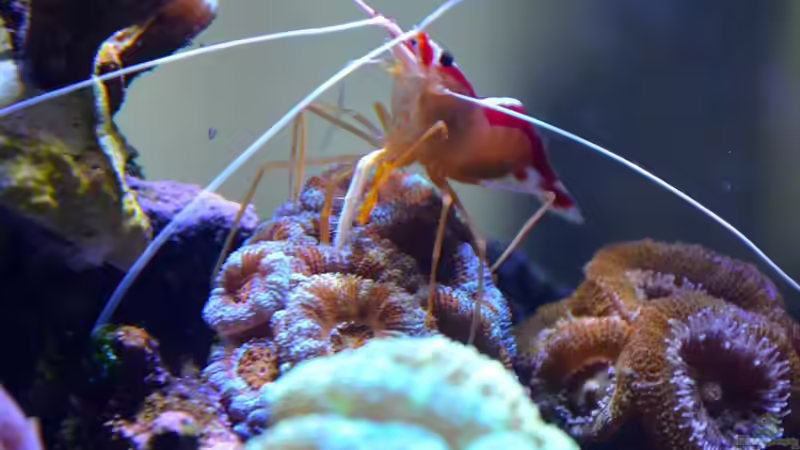 Besatz im Aquarium Little Sea von MW Luca (23)