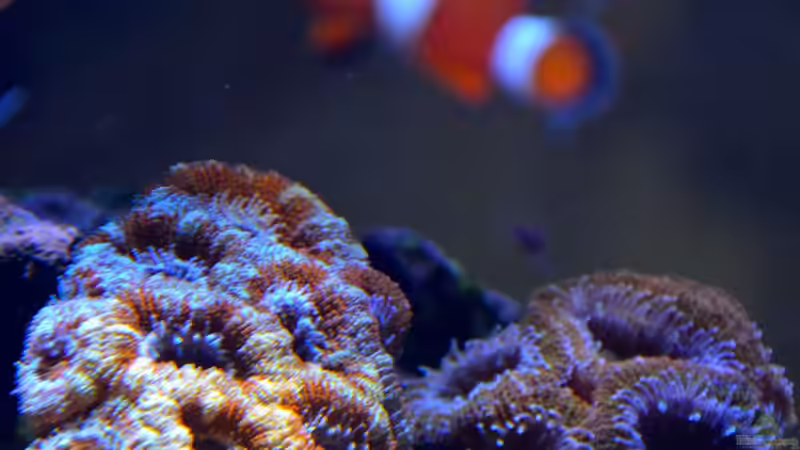 Besatz im Aquarium Little Sea von MW Luca (24)