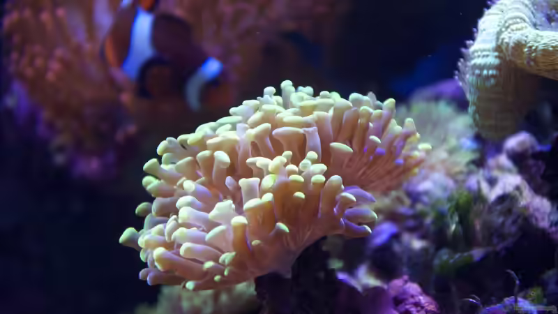 Besatz im Aquarium Little Sea von MW Luca (25)