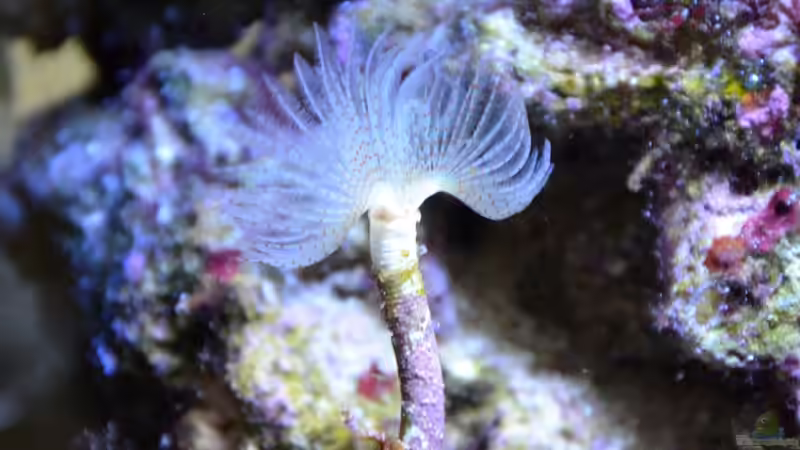 Besatz im Aquarium Little Sea von MW Luca (26)