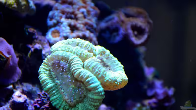 Besatz im Aquarium Little Sea von MW Luca (27)