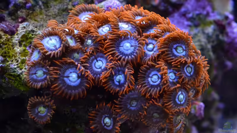 Besatz im Aquarium Little Sea von MW Luca (28)