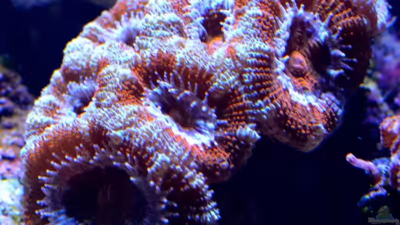 Besatz im Aquarium Little Sea von MW Luca (29)