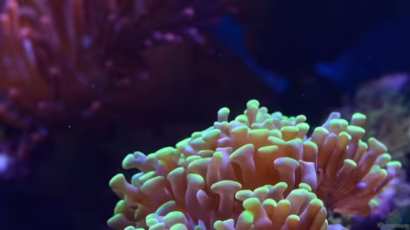 Besatz im Aquarium Little Sea von MW Luca (30)