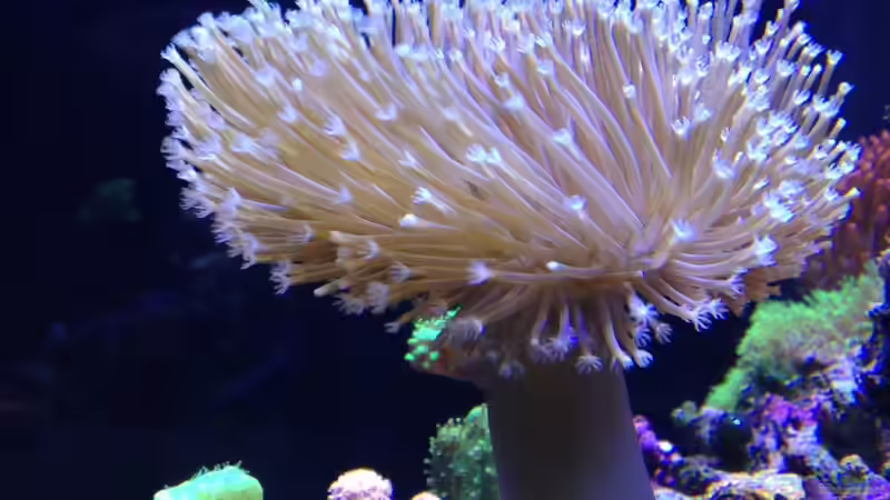 Besatz im Aquarium Little Sea von MW Luca (31)