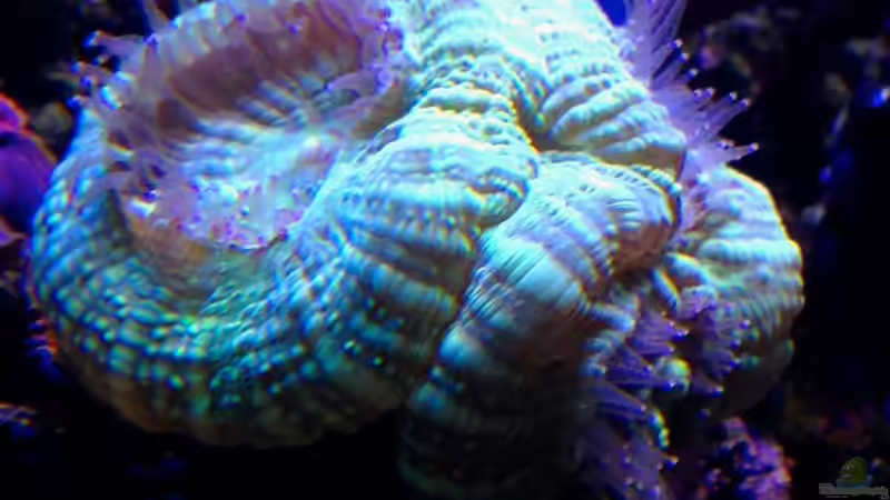 Besatz im Aquarium Little Sea von MW Luca (33)