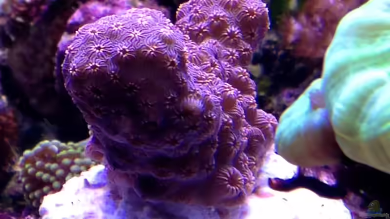 Besatz im Aquarium Little Sea von MW Luca (35)