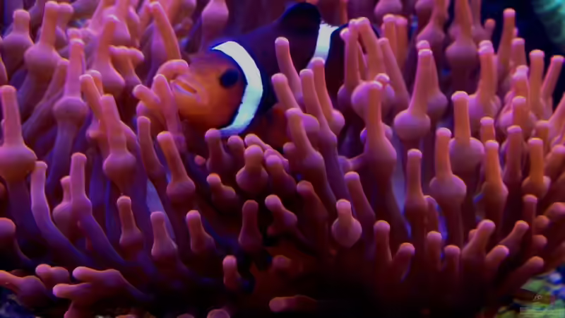 Besatz im Aquarium Little Sea von MW Luca (36)