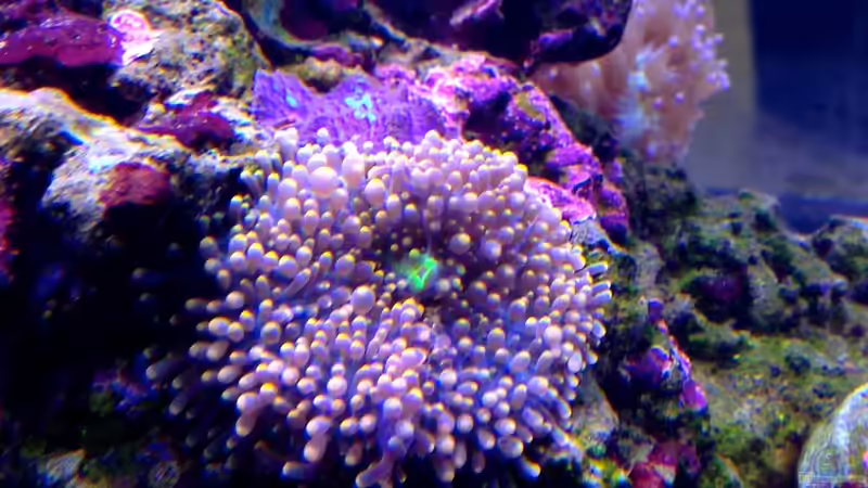 Besatz im Aquarium Little Sea von MW Luca (38)