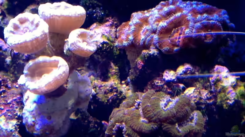 Besatz im Aquarium Little Sea von MW Luca (39)