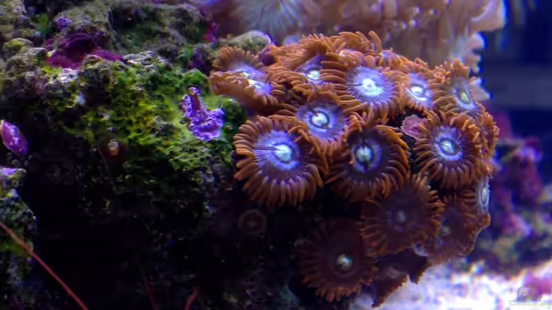 Besatz im Aquarium Little Sea von MW Luca (41)