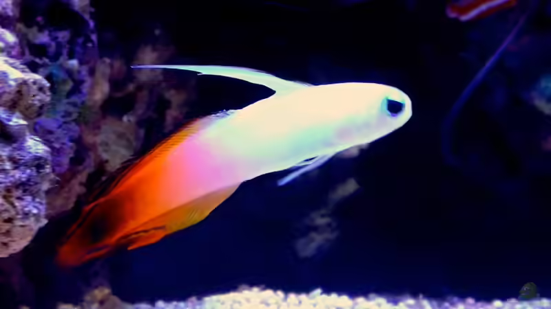 Besatz im Aquarium Little Sea von MW Luca (42)