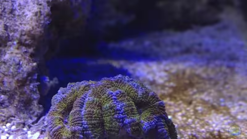 Besatz im Aquarium Little Sea von MW Luca (43)