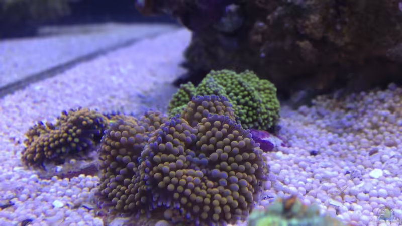 Besatz im Aquarium Little Sea von MW Luca (44)