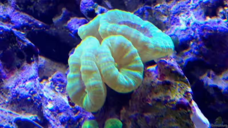 Besatz im Aquarium Little Sea von MW Luca (45)