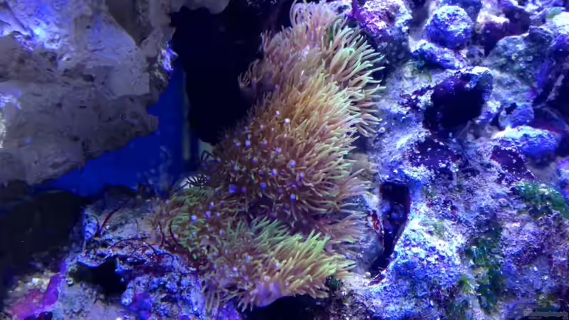 Besatz im Aquarium Little Sea von MW Luca (46)