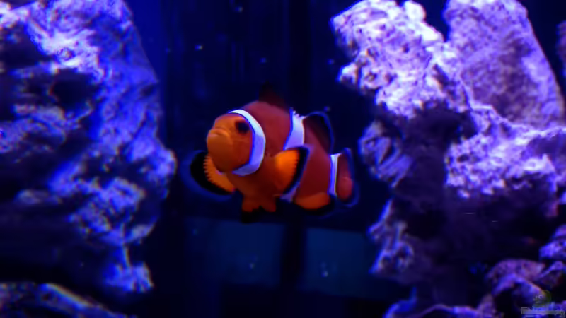 Besatz im Aquarium Little Sea von MW Luca (47)