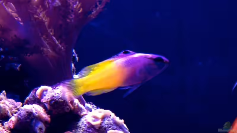 Besatz im Aquarium Little Sea von MW Luca (48)