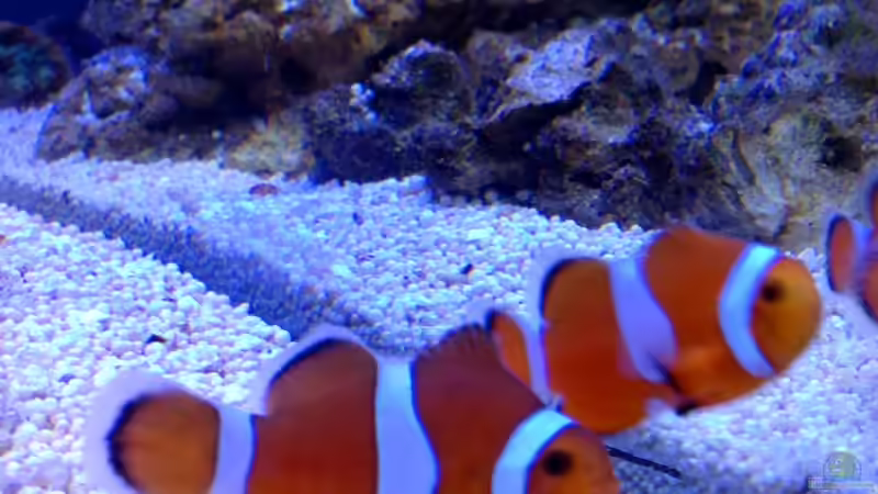 Besatz im Aquarium Little Sea von MW Luca (49)