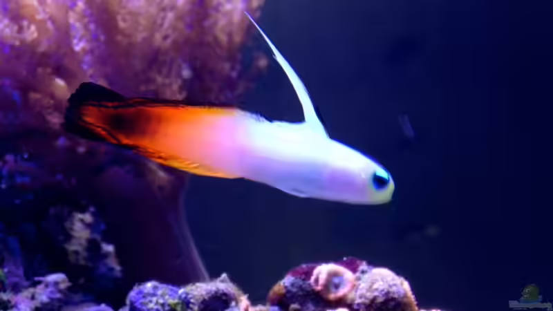 Besatz im Aquarium Little Sea von MW Luca (50)